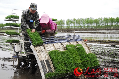 鴨綠河農(nóng)場(chǎng)武裝部成立了由30名骨干民兵組成的民兵助農(nóng)備耕突擊隊(duì)，助力春耕生產(chǎn)。